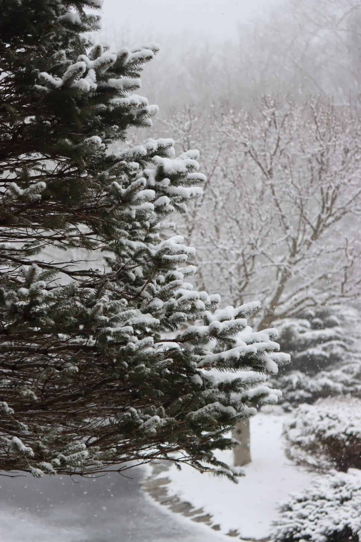 evergreen tree covered in snow with bushes covered in snow