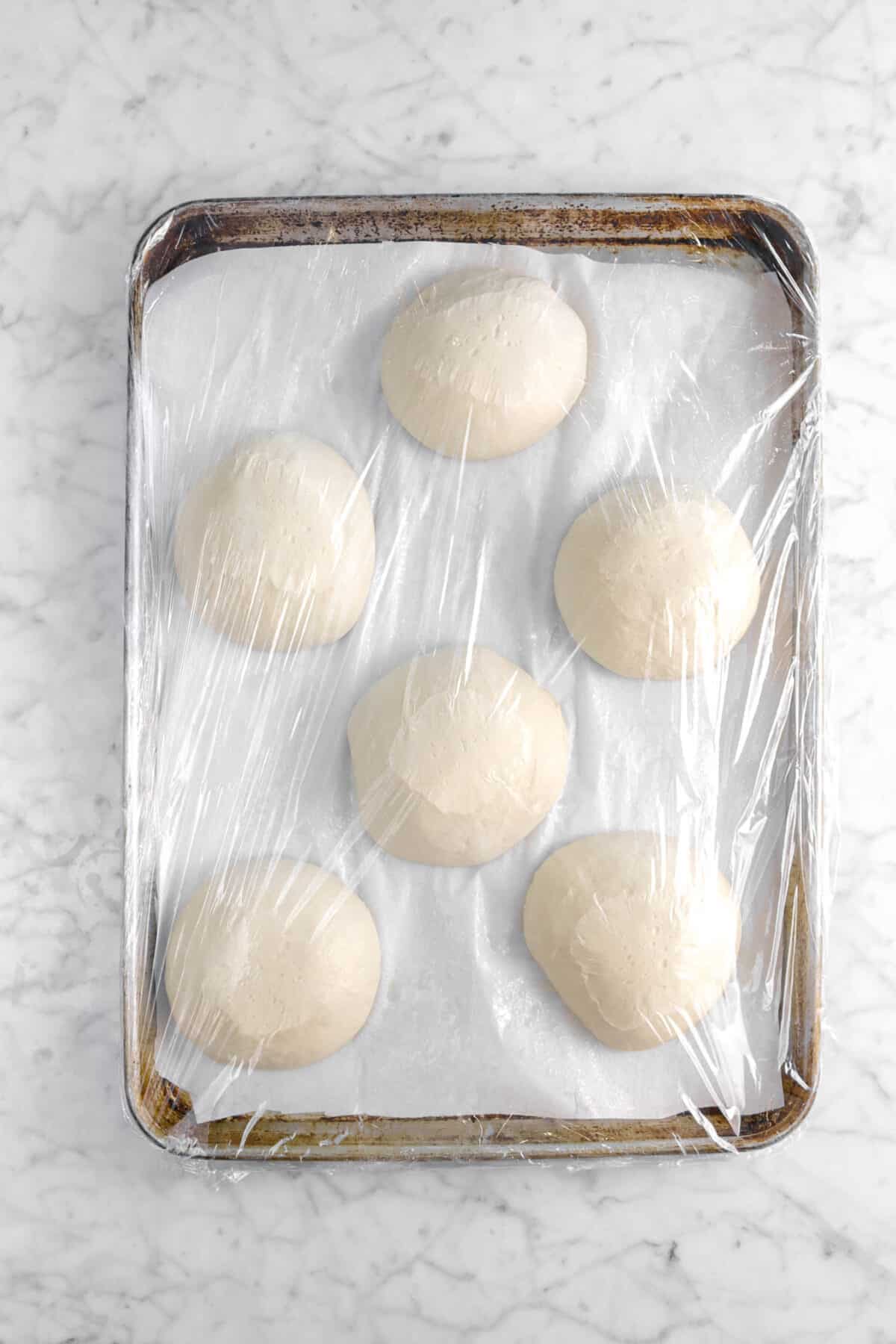 six dough boules after rising on lined baking sheet and covered with plastic wrap